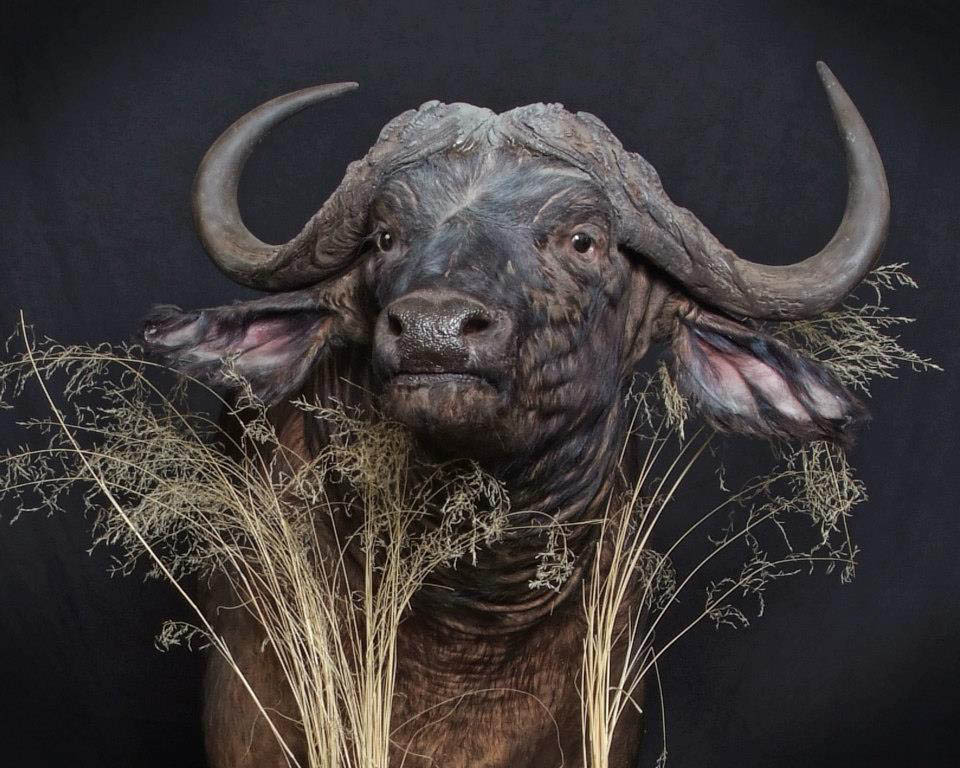Cape Buffalo / African Buffalo